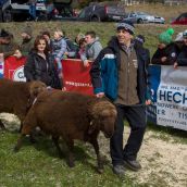 Schafausstellung Tiroler Bergschaf  (17)